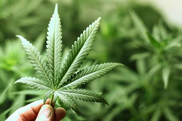 Marijuana Rescheduling - Housekeeping Items - Cover Image